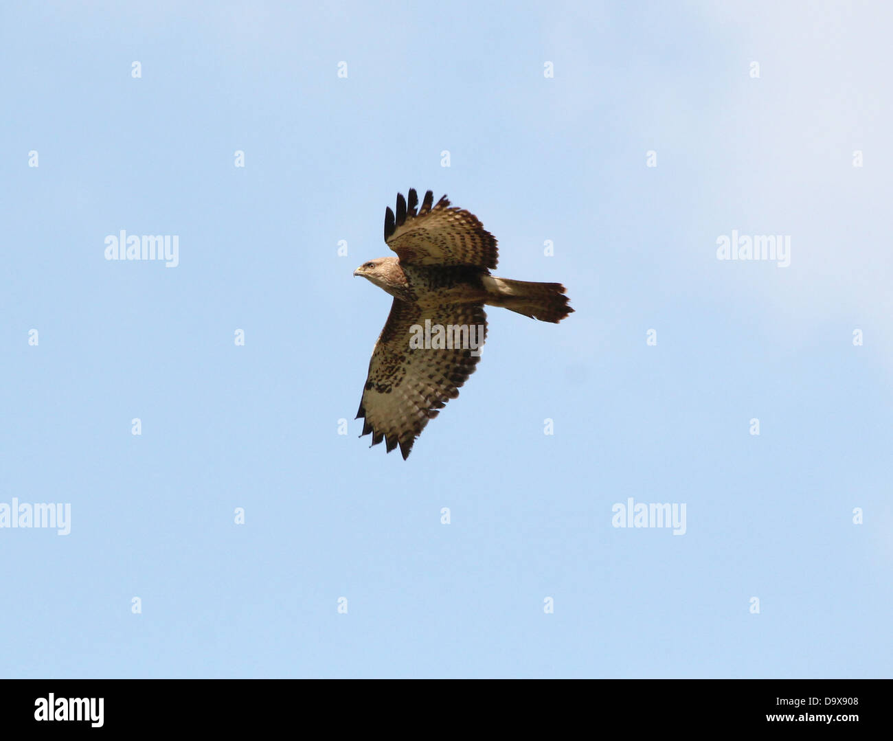 Taking Down Prey High Resolution Stock Photography and Images - Alamy