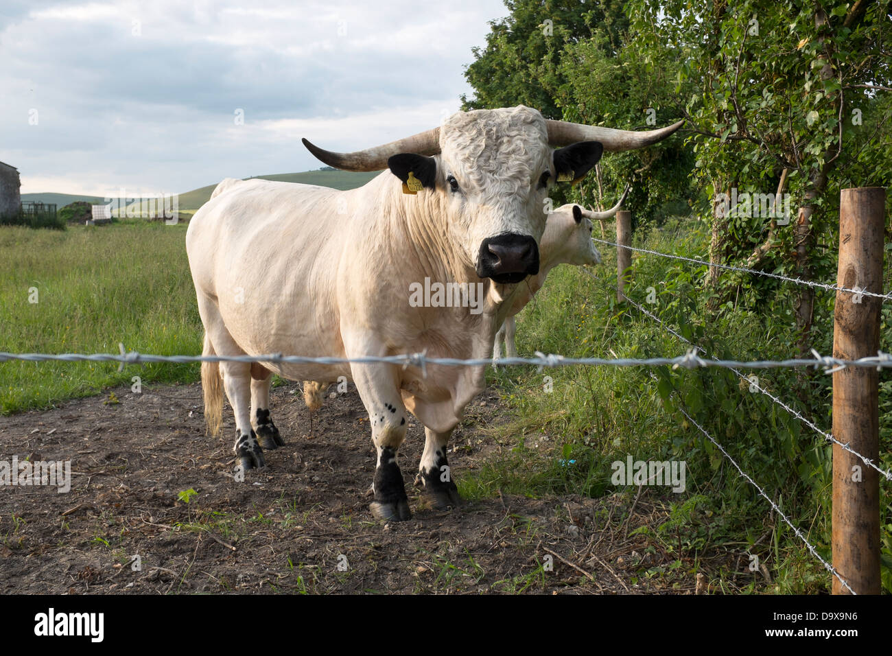 Long Horned Cattle in field Stock Photo