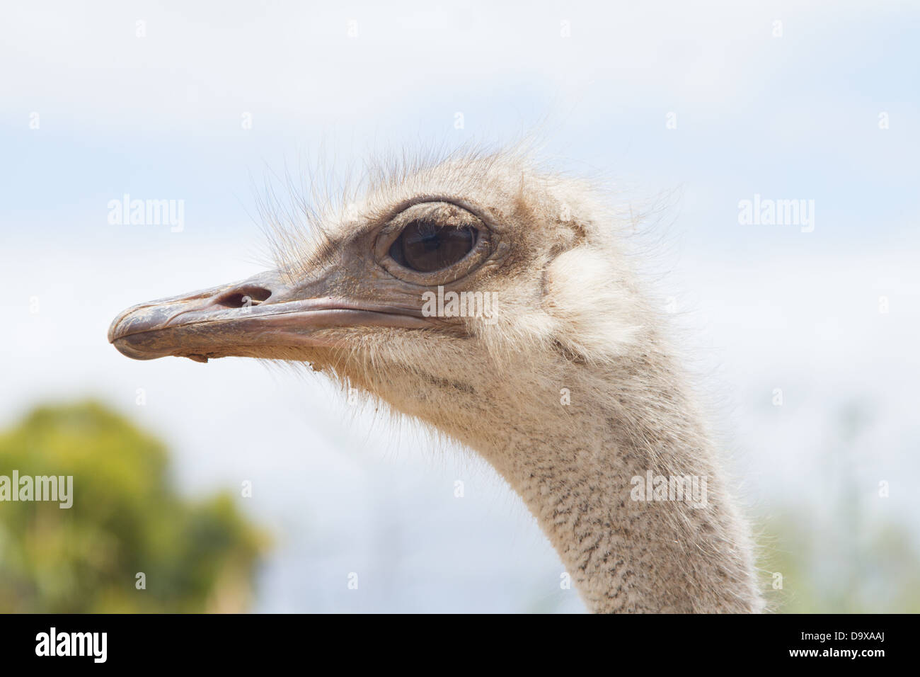 Ostrich at Oudtshoorn,, South Africa Stock Photo