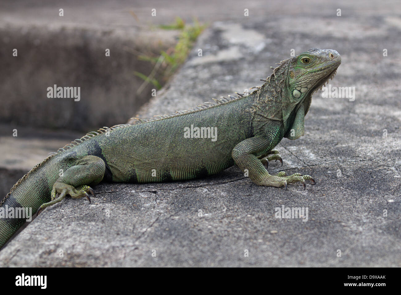 Iguana green reptile Stock Photo