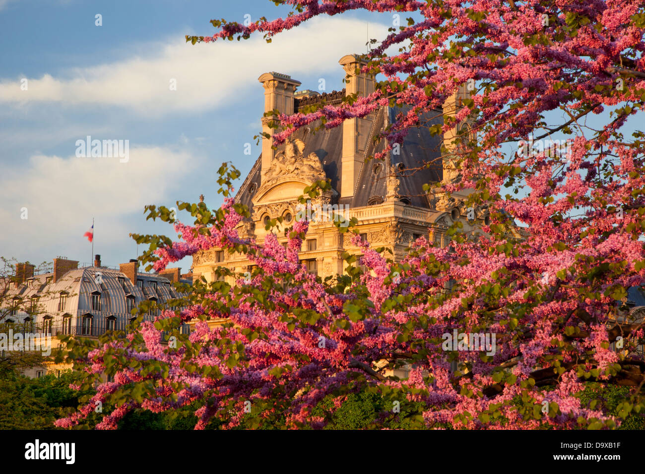 Blossoming trees in Jardin des Tuileries with Musee du Louvre beyond, Paris France Stock Photo