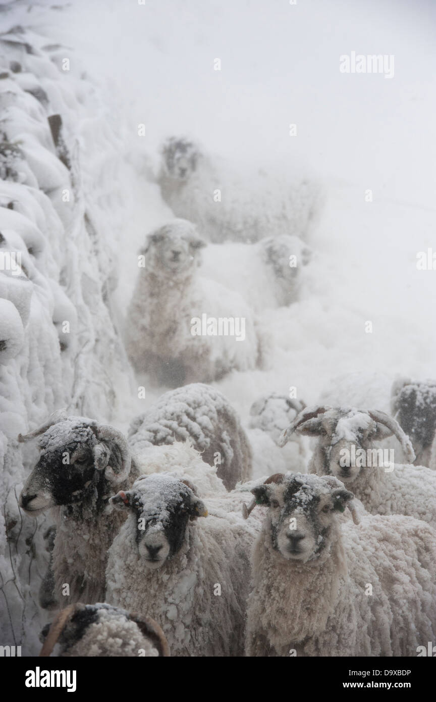 Sheep sheltering at the back of a wall during a snowstorm. Cumbria, UK