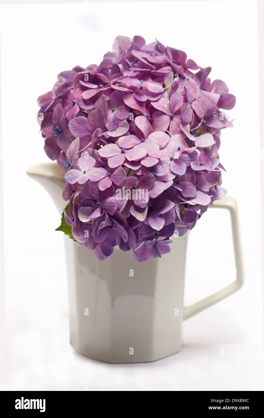 Hydrangea flowers on white background Stock Photo - Alamy