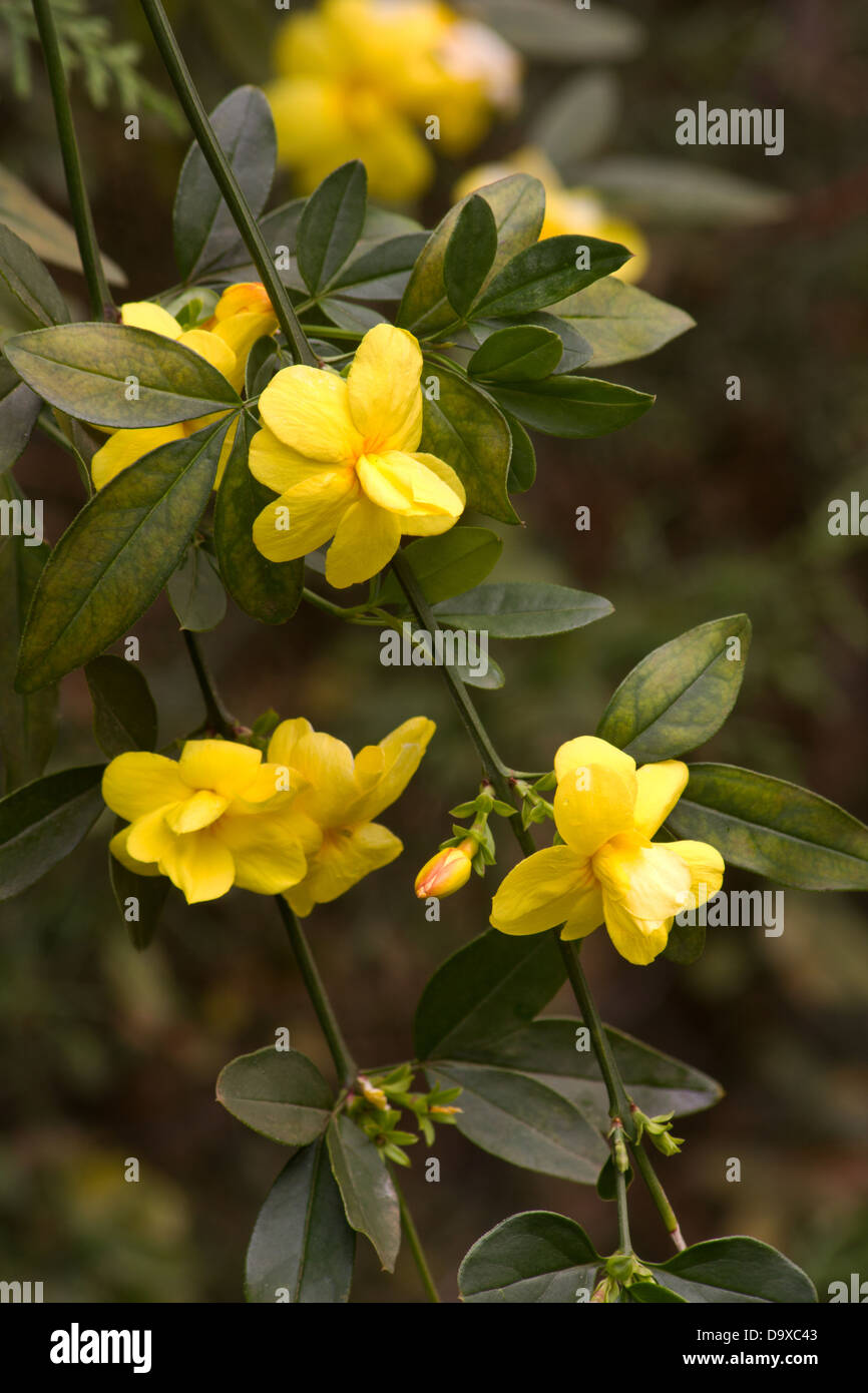 Yellow jasmine (Jasminum mesnyi) plant in bloom Stock Photo Alamy