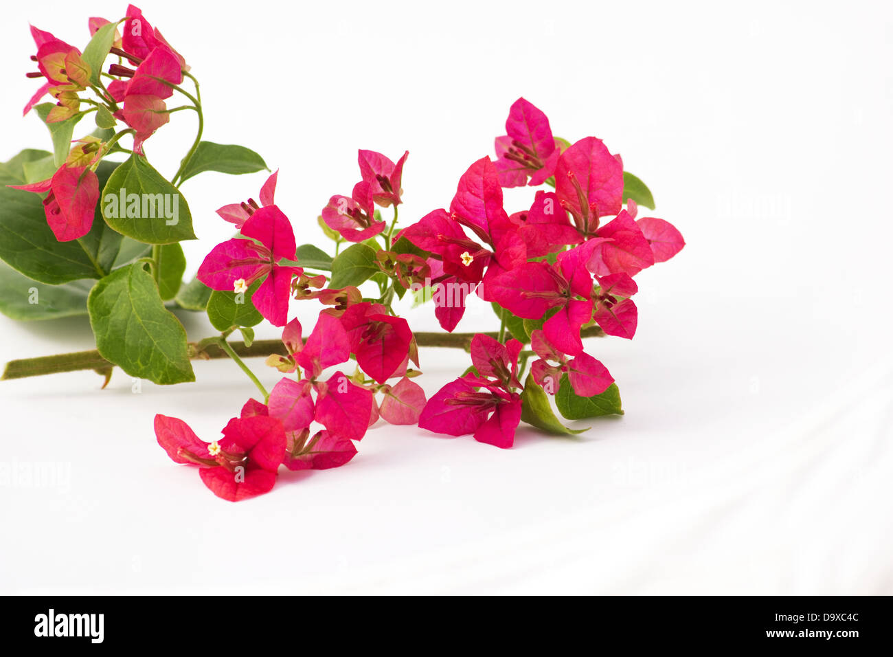 Pink bougainvillea flowers on white background Stock Photo - Alamy
