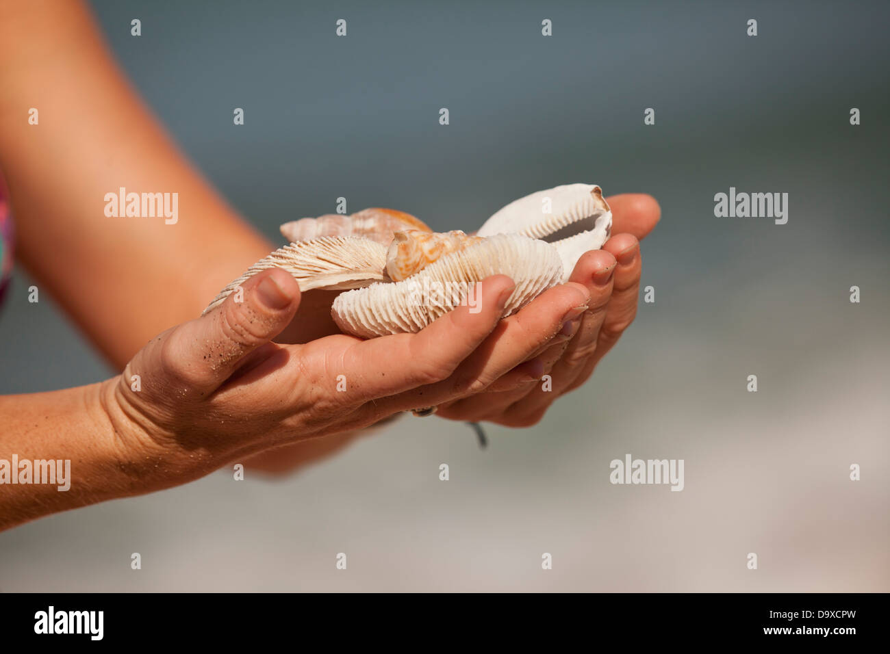 Woman's hands holding shells Stock Photo