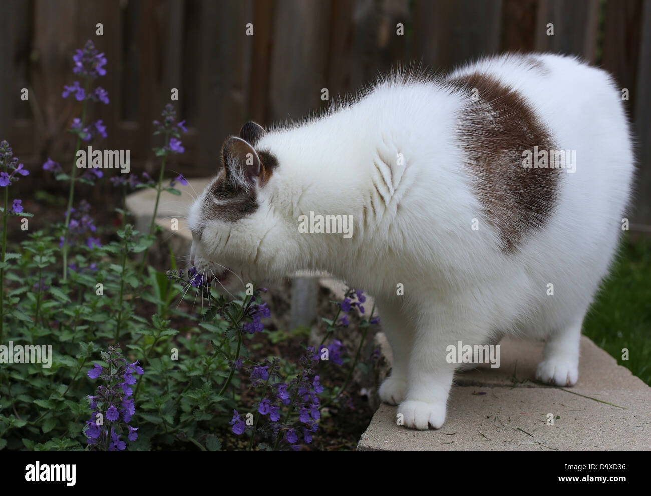 Cat sniffing flower hi-res stock photography and images - Alamy