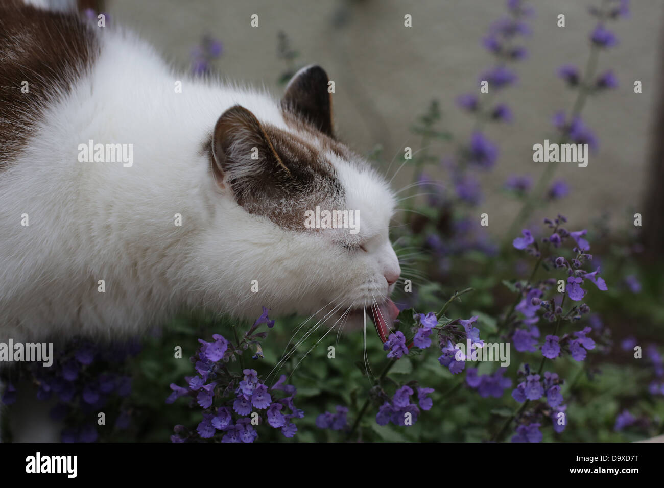 A cat licking a catmint plant Stock Photo Alamy