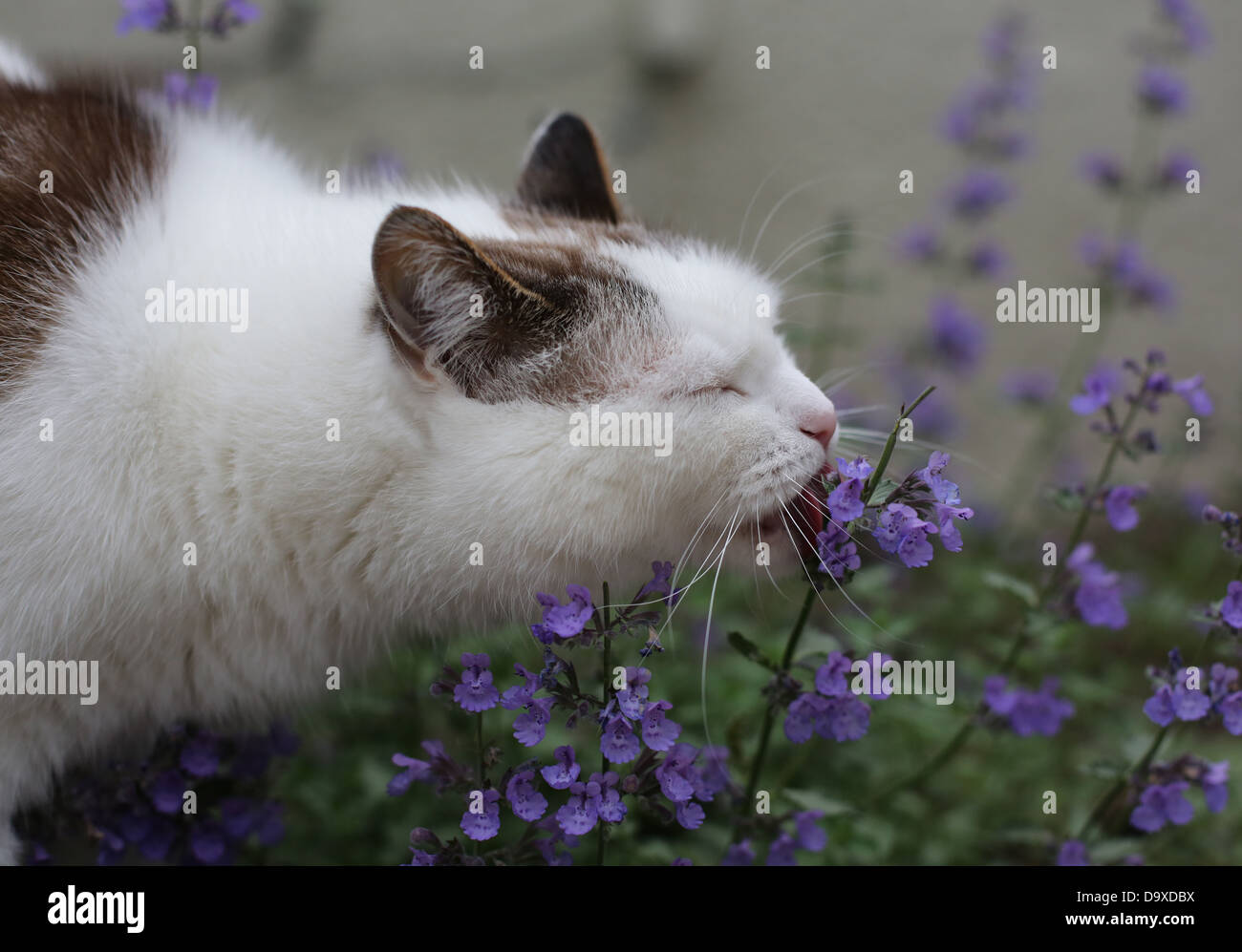 A cat licking a catmint plant Stock Photo Alamy
