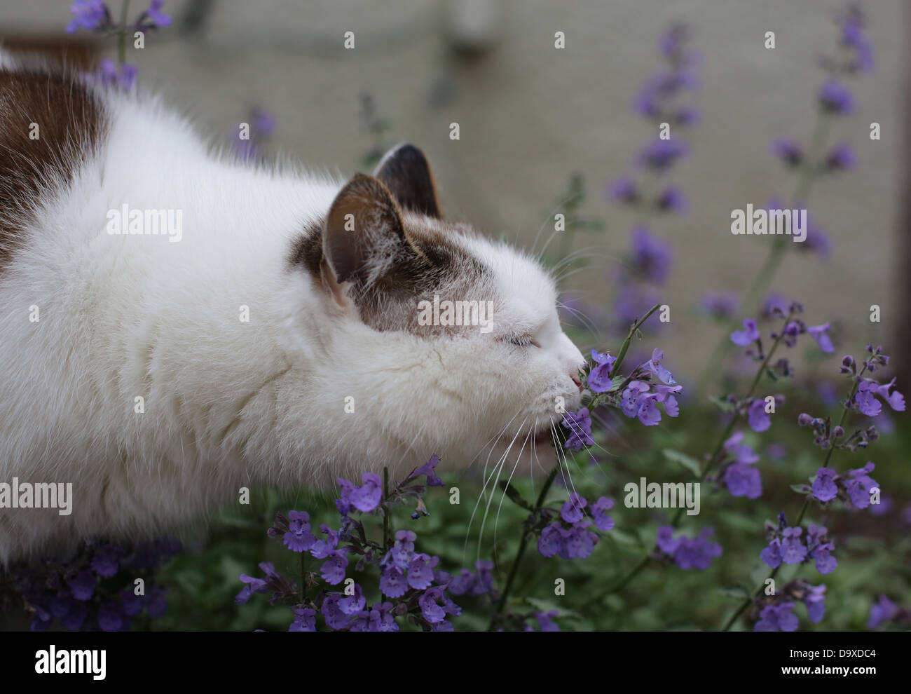 A cat licking a catmint plant Stock Photo Alamy