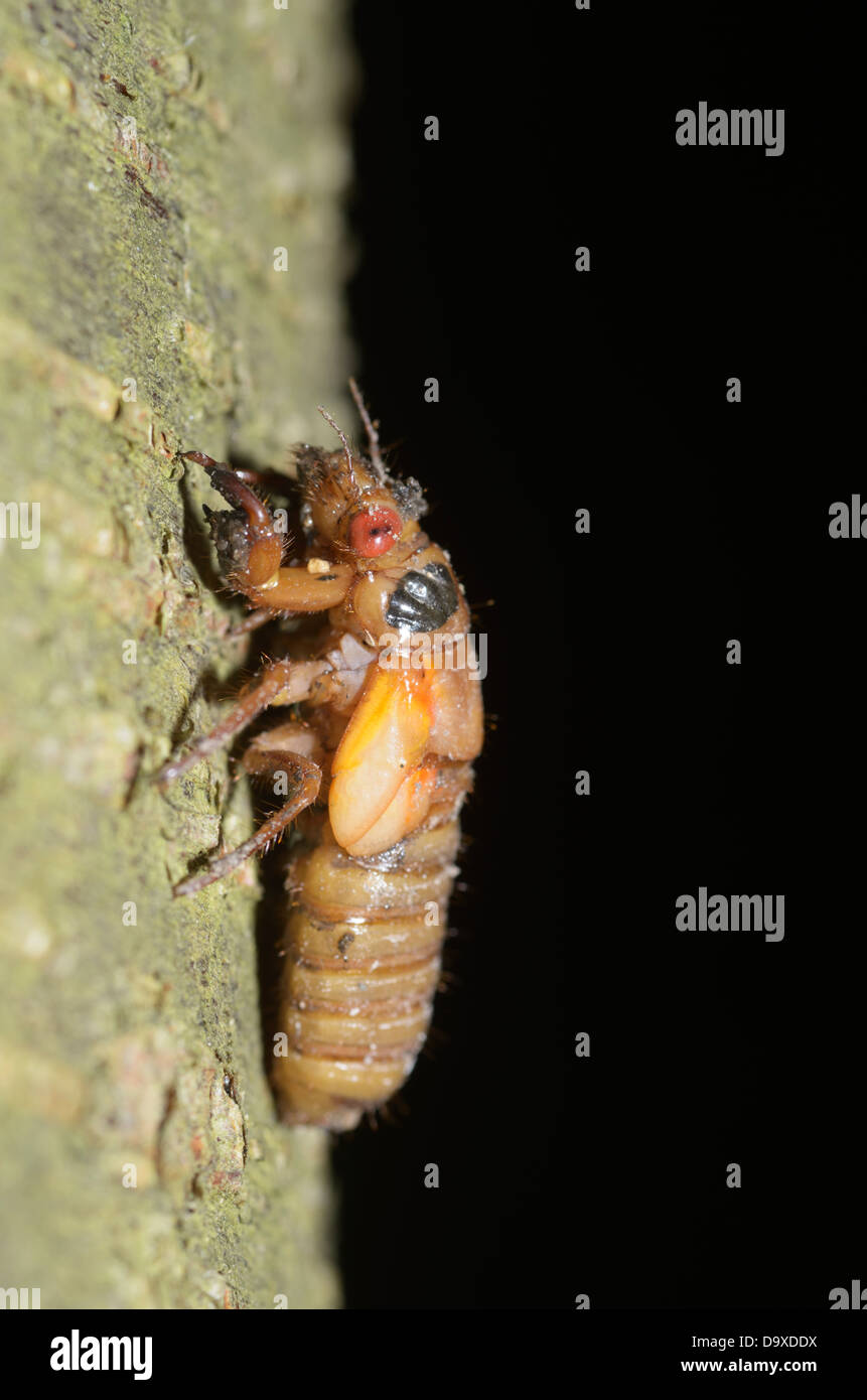 Periodical (17 year) cicada, Magicicada septendecim, nymph emerged from the ground for first time in 17 yrs Stock Photo