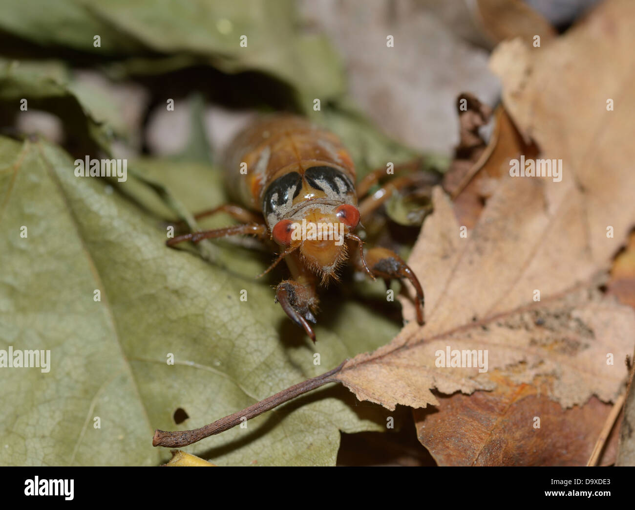Periodical (17 year) cicada, Magicicada septendecim, nymph emerging from the ground for first time in 17 yrs Stock Photo