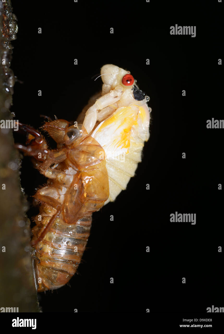 Periodical (17 year) cicada, Magicicada septendecim, adult emerging from final molt Stock Photo