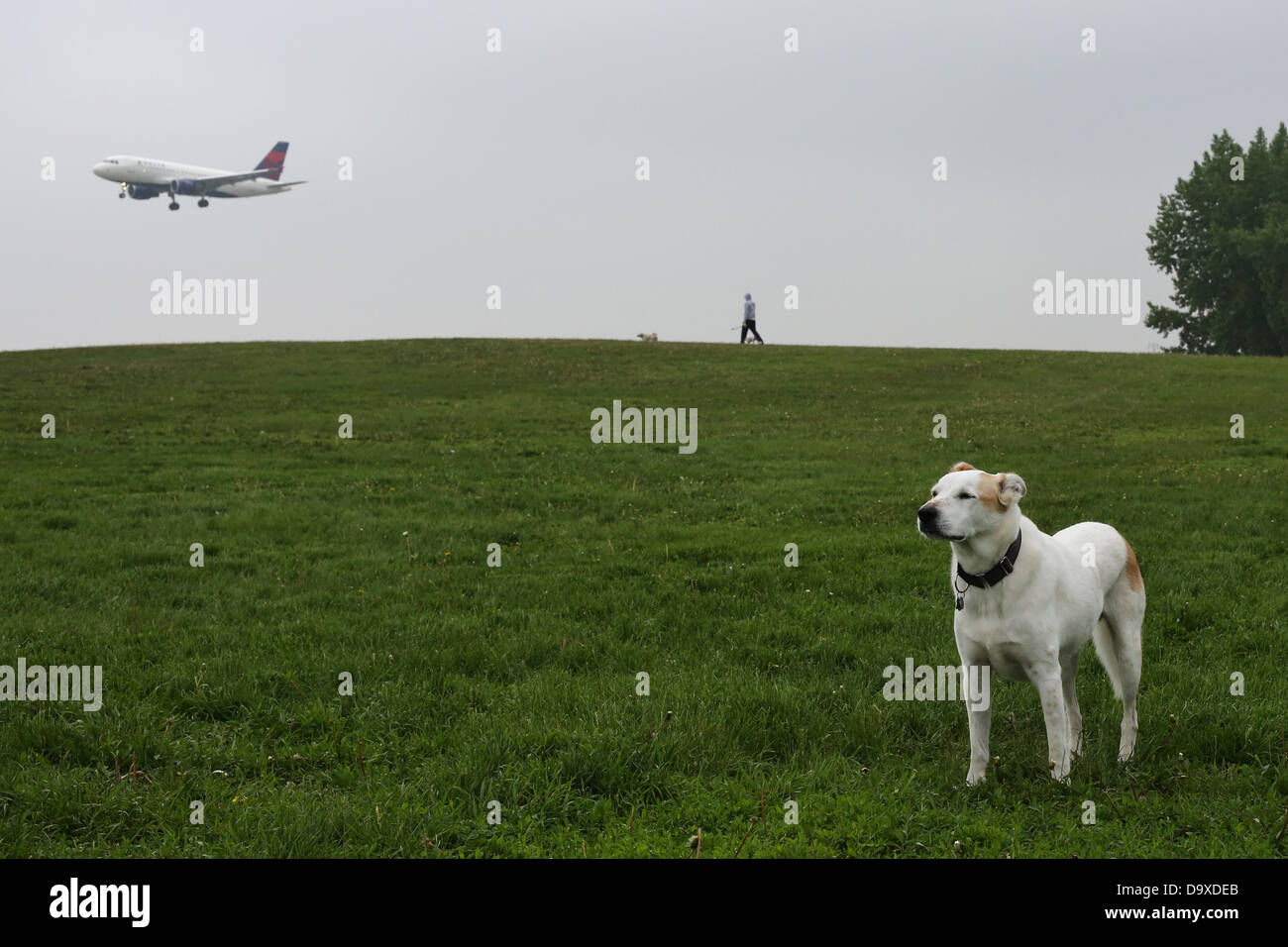 An airplane flying low near a dog park in Minneapolis, Minnesota Stock