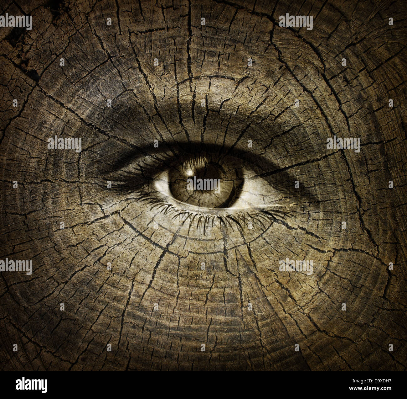 Aging or ageing concept with an open human eye on a wood grain texture of old tree rings as a health care and medical idea of getting older and the changes or decline in function in a person over time. Stock Photo