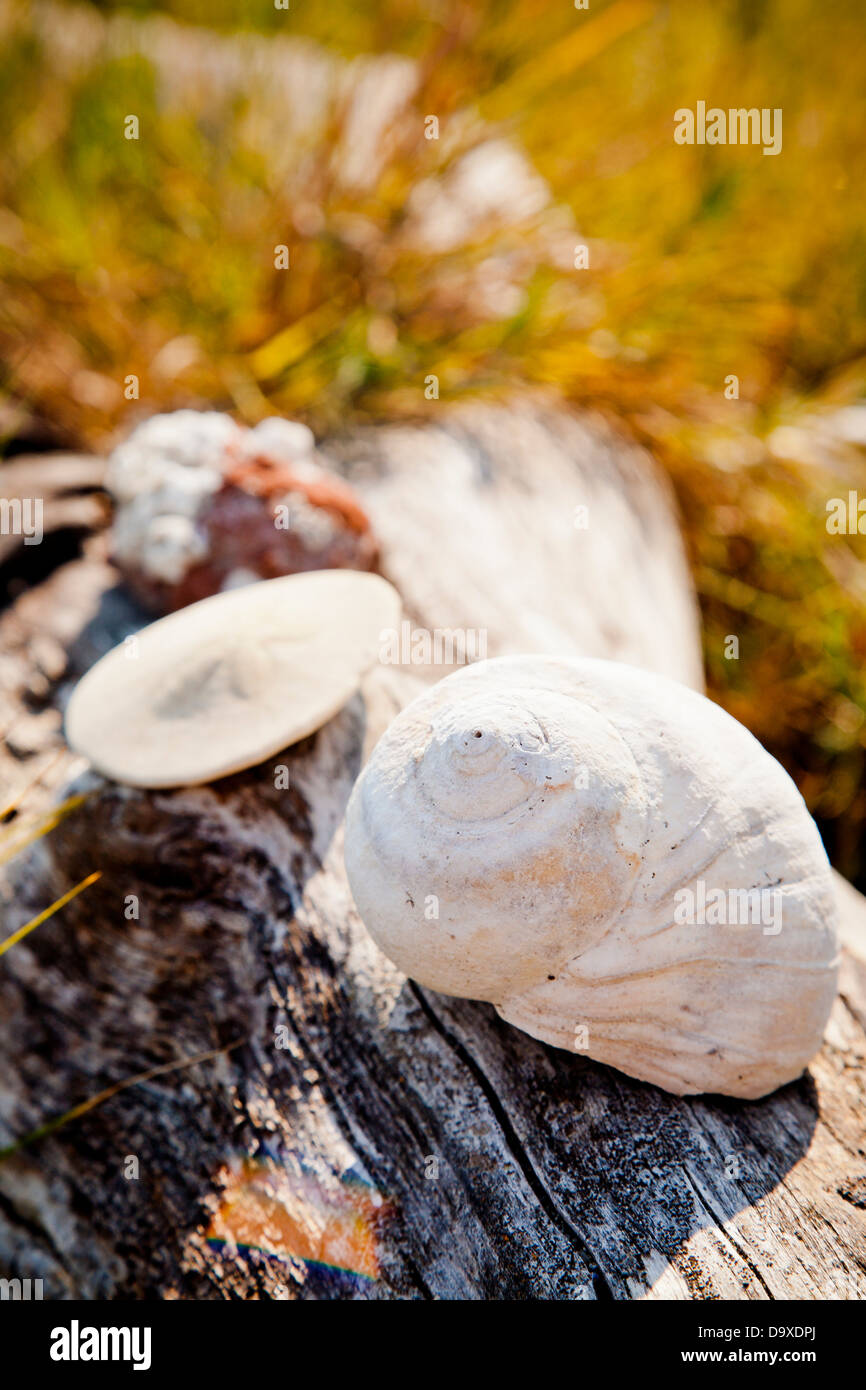 Shells and sand dollars on driftwood Stock Photo