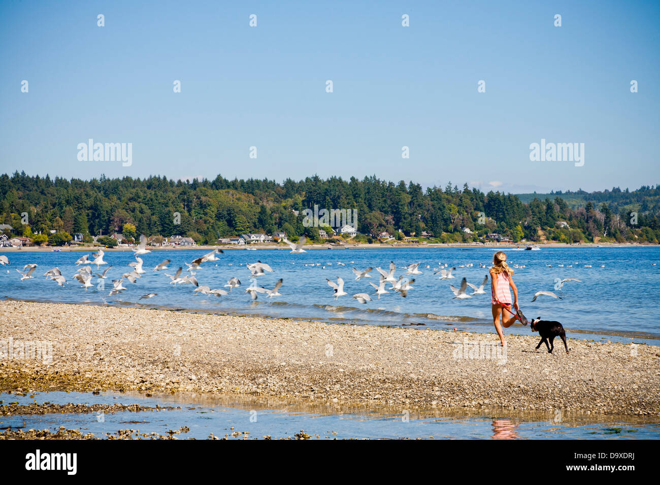Young girl chasing gulls on beach Stock Photo