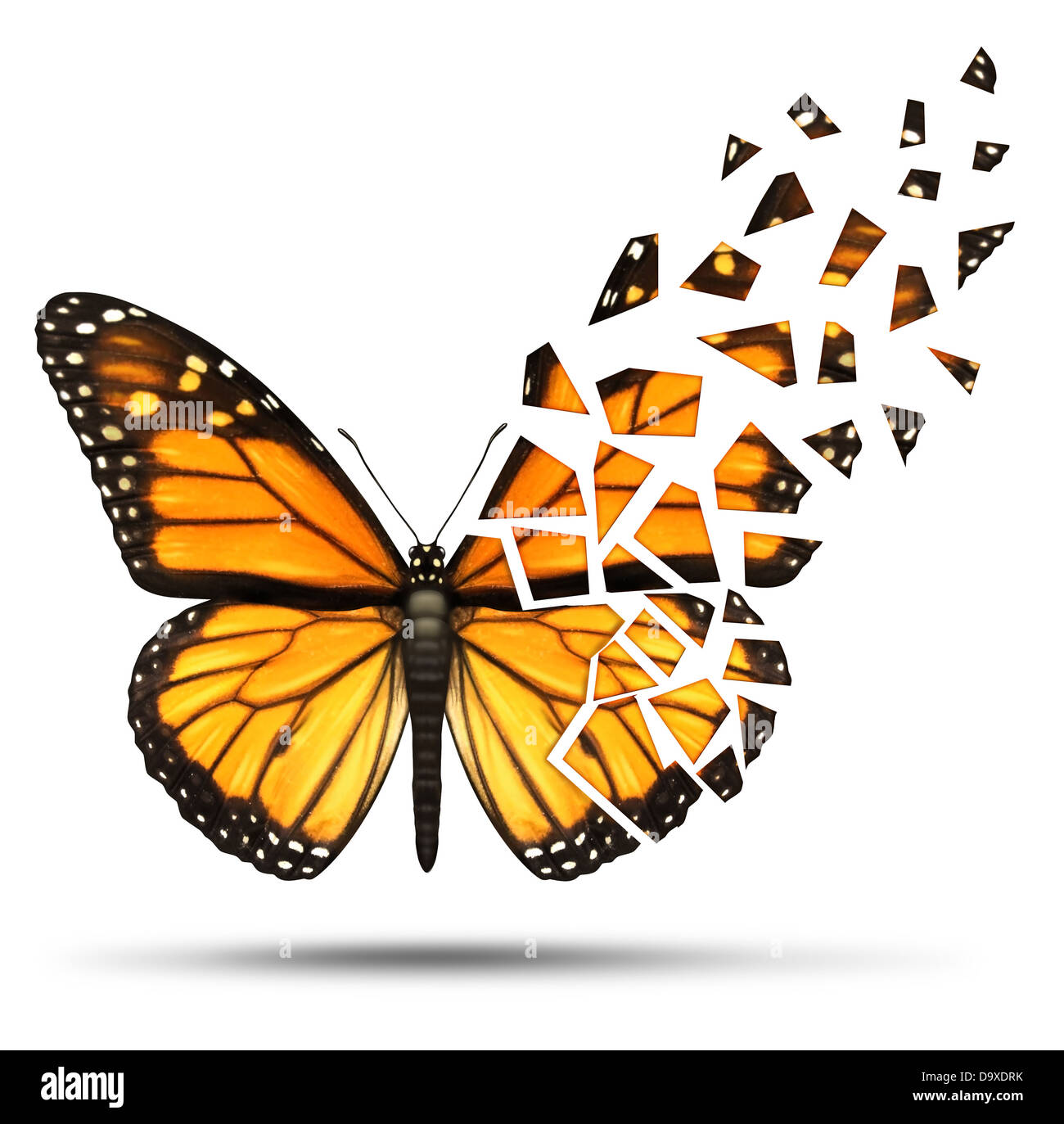 Loss of mobility and degenerative health loss concept and losing freedom from mobiliy due to injury ormedical disease represented by a monarch butterfly with broken and fading wings on a white background. Stock Photo