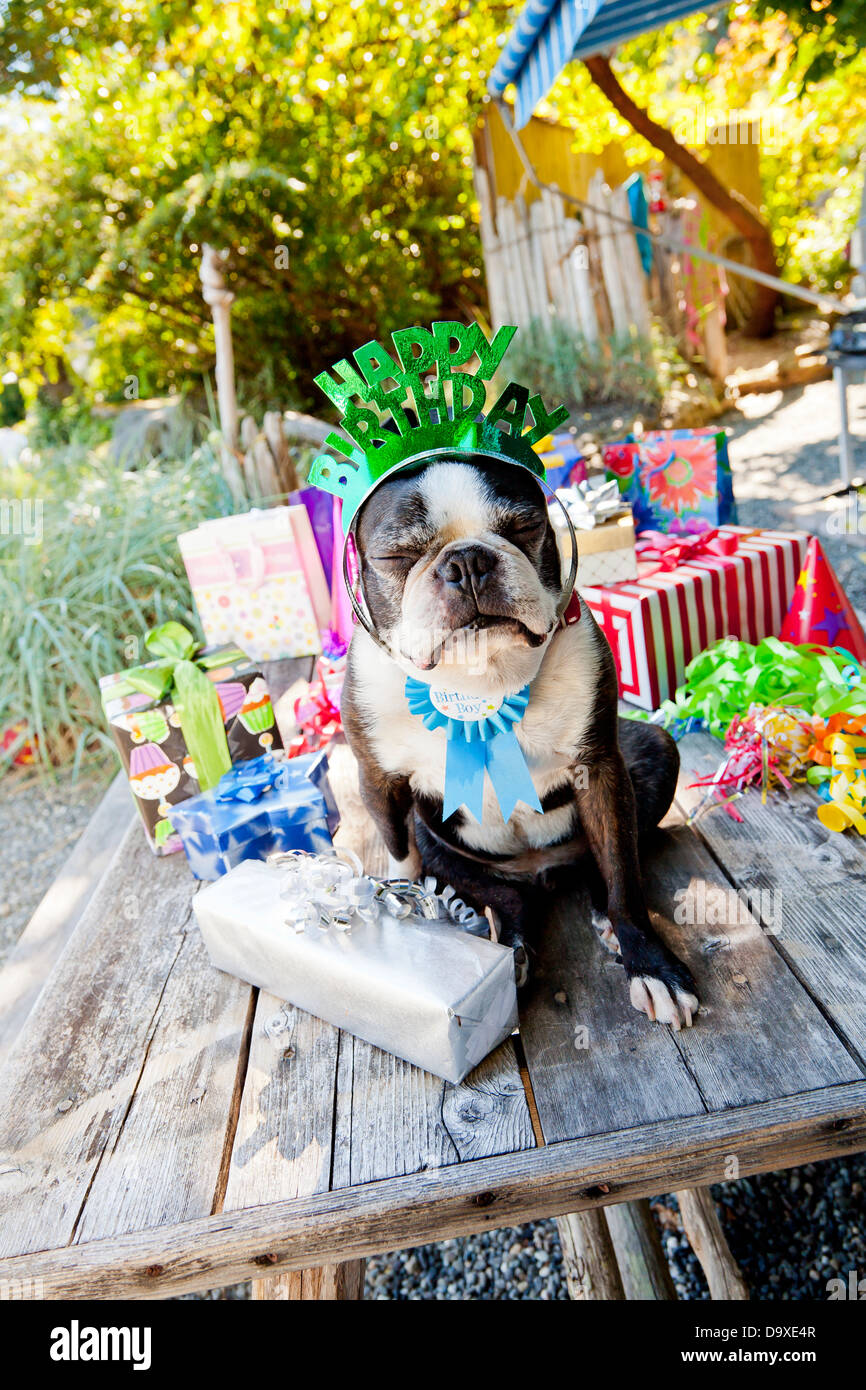 Boston terrier dog with birthday presents Stock Photo