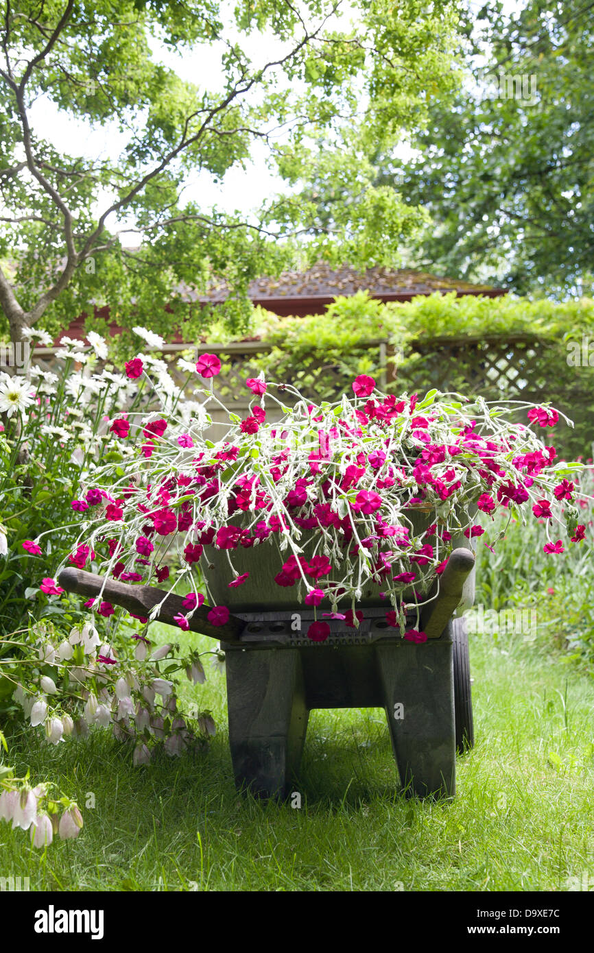 Wheelbarrow full of flowers in garden Stock Photo