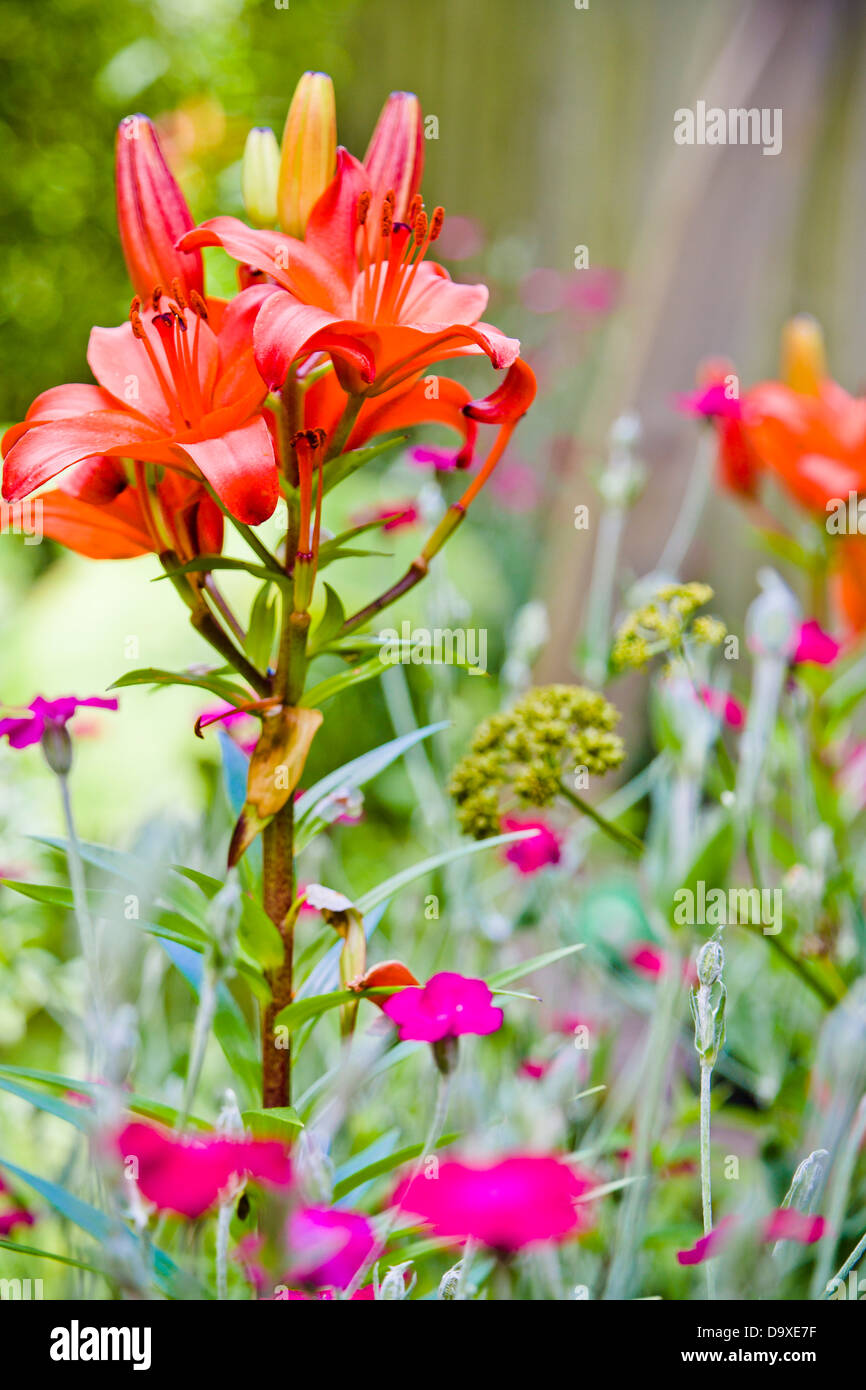 Orange and pink flowers in garden Stock Photo Alamy