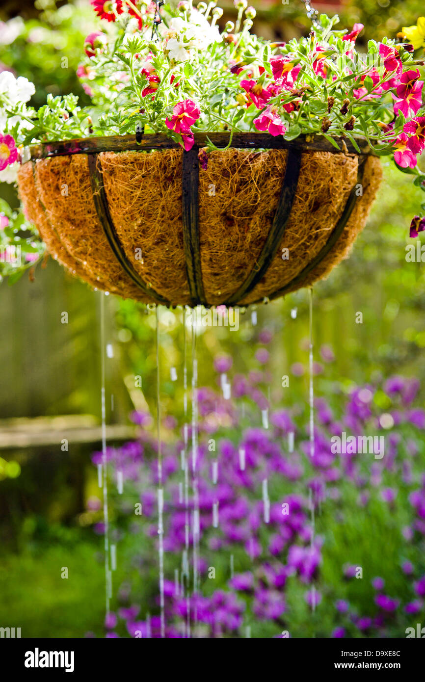 Hanging flower basket getting watered Stock Photo