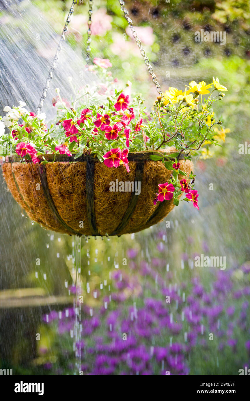 Hanging flower basket getting watered Stock Photo