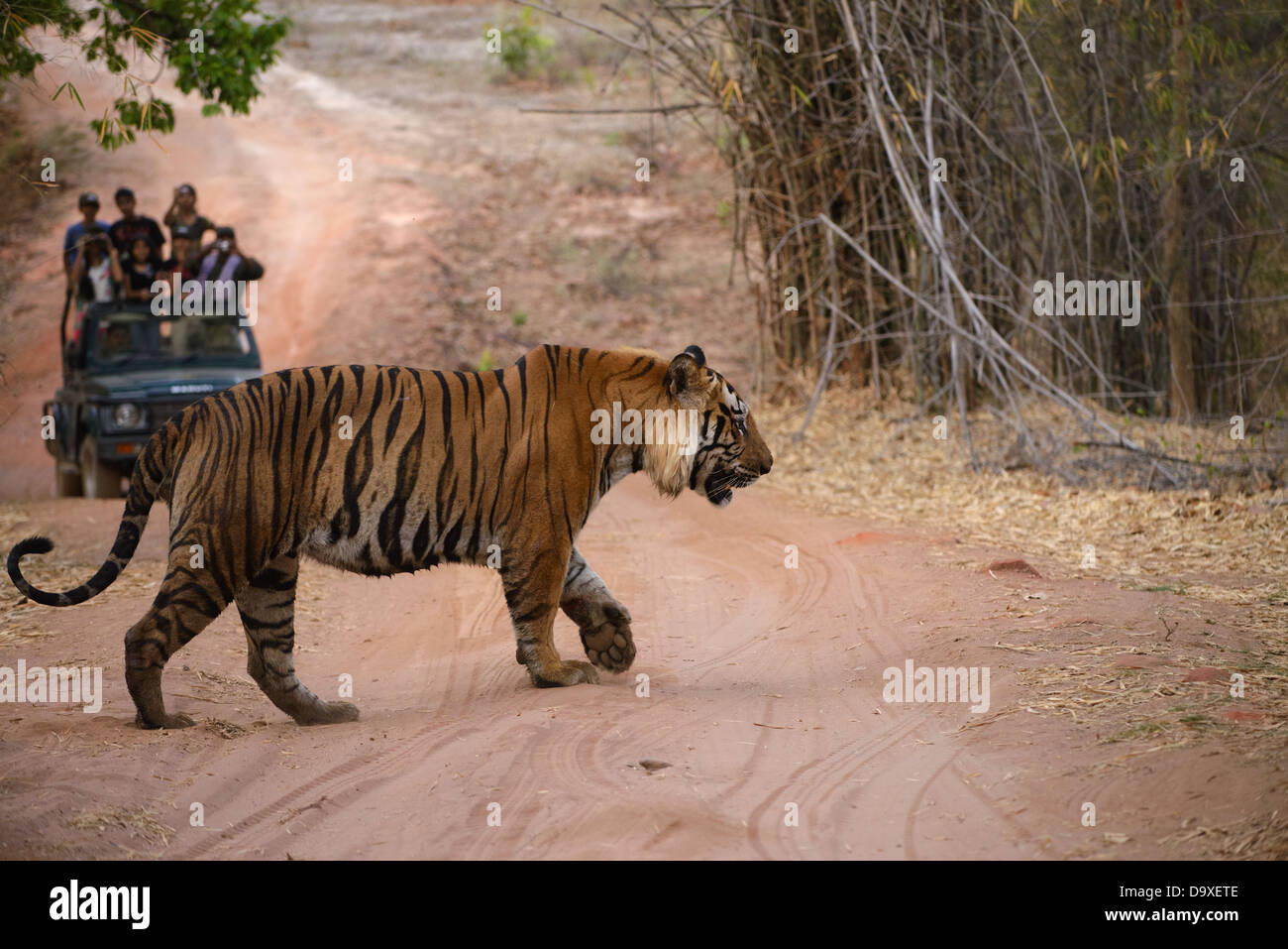 Tourists watching a big male dominant tiger of the Tala zone of Bandhavgarh Tiger Reserve, crossing a vehicle track. Stock Photo