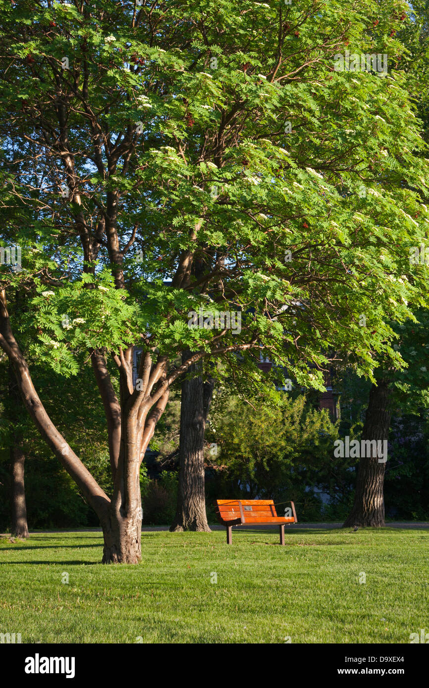 Park bench in city park green space, Riley Park, Calgary, Alberta, Canada Stock Photo