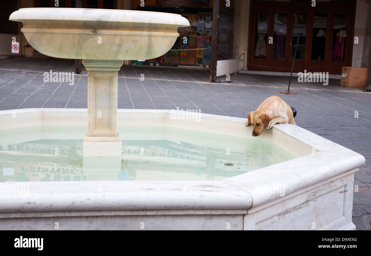 Dog leaning over Venizelou Square fountain for a drink of water in old town Chania, Greece Stock Photo