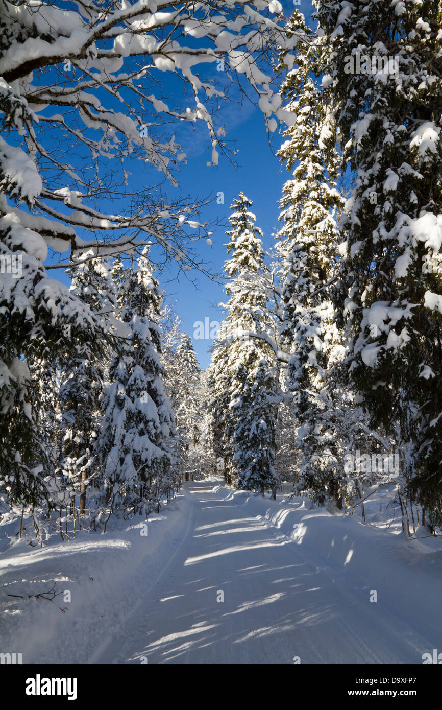 Snow covered track in the forest Stock Photo Alamy