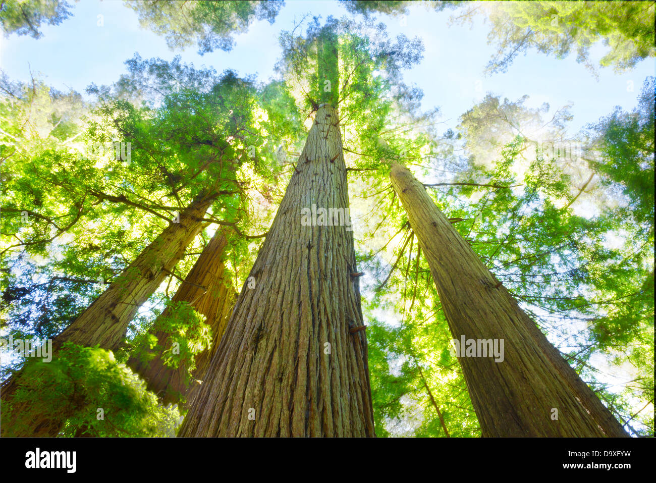 Sunny day in redwood grove, north California. Stock Photo