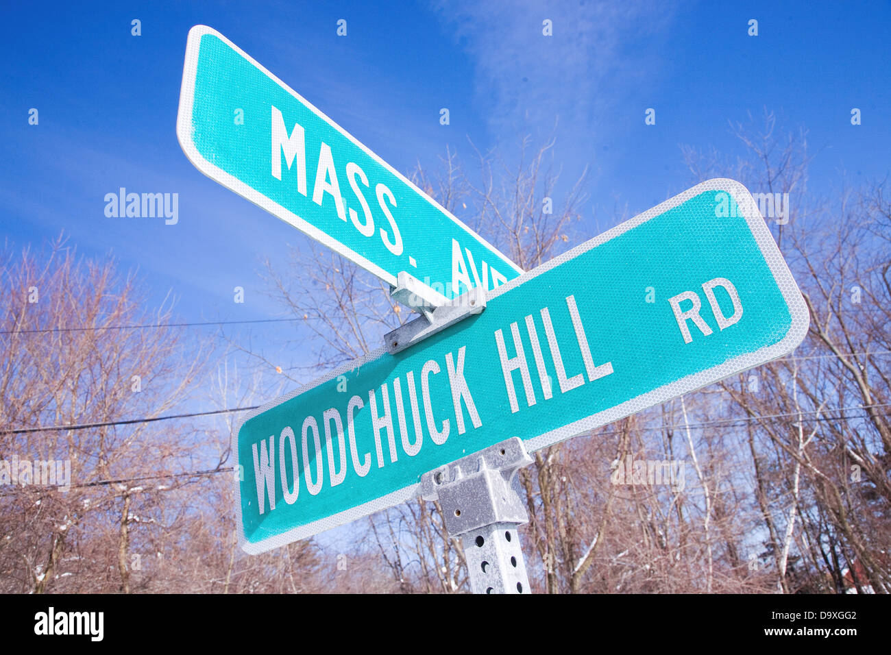 Woodchuck massachusetts hires stock photography and images Alamy