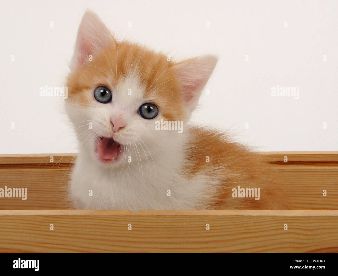 A small cute ginger and white kitten taking and chatting. Stock Photo