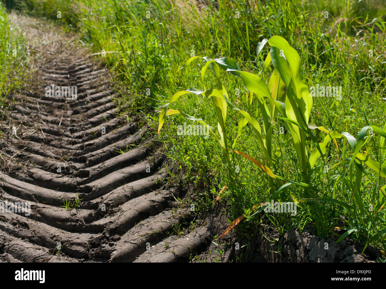 small maize plants next to a wheel track of a tractor Stock Photo