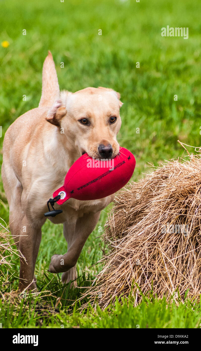 Golden, or Yellow Labrador, a working gun dog, retrieving a dummy