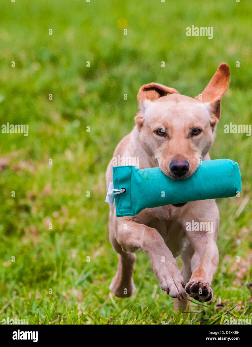 Golden, or Yellow  Labrador, a working gun dog, retrieving a dummy during a training event Stock Photo