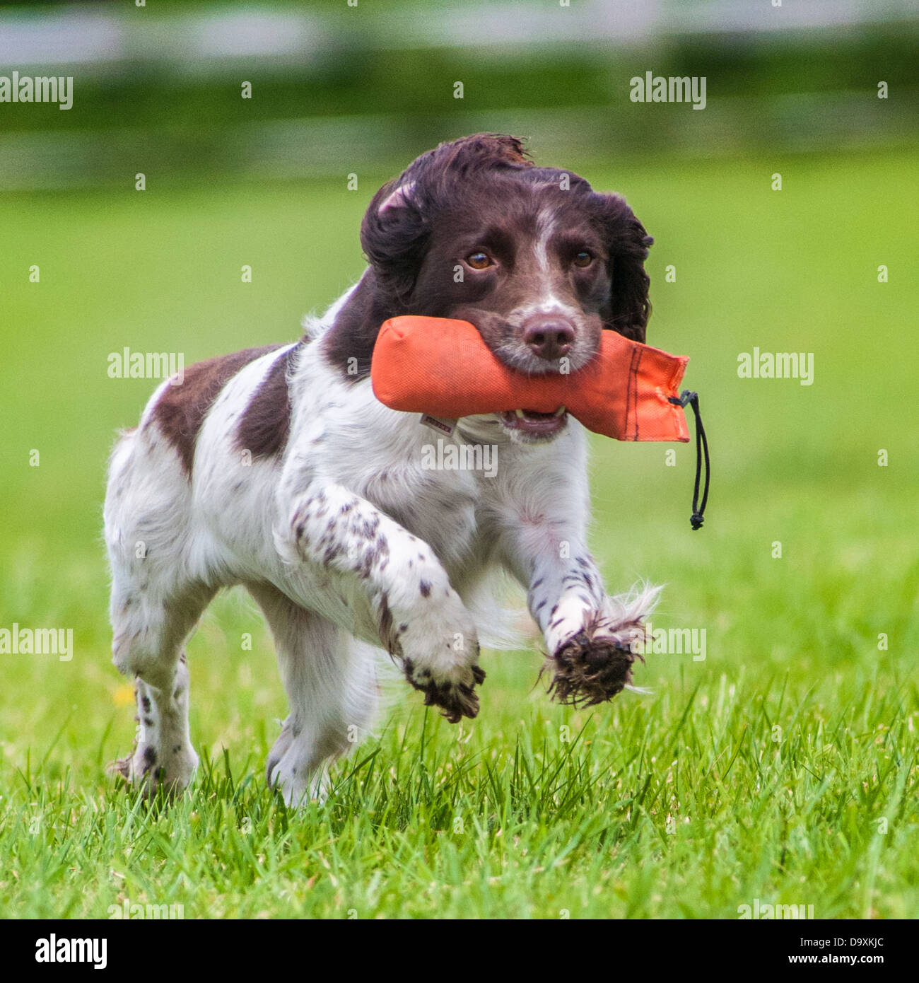 An English Springer Spaniel, a working gun dog, retrieving a dummy during a training event Stock Photo