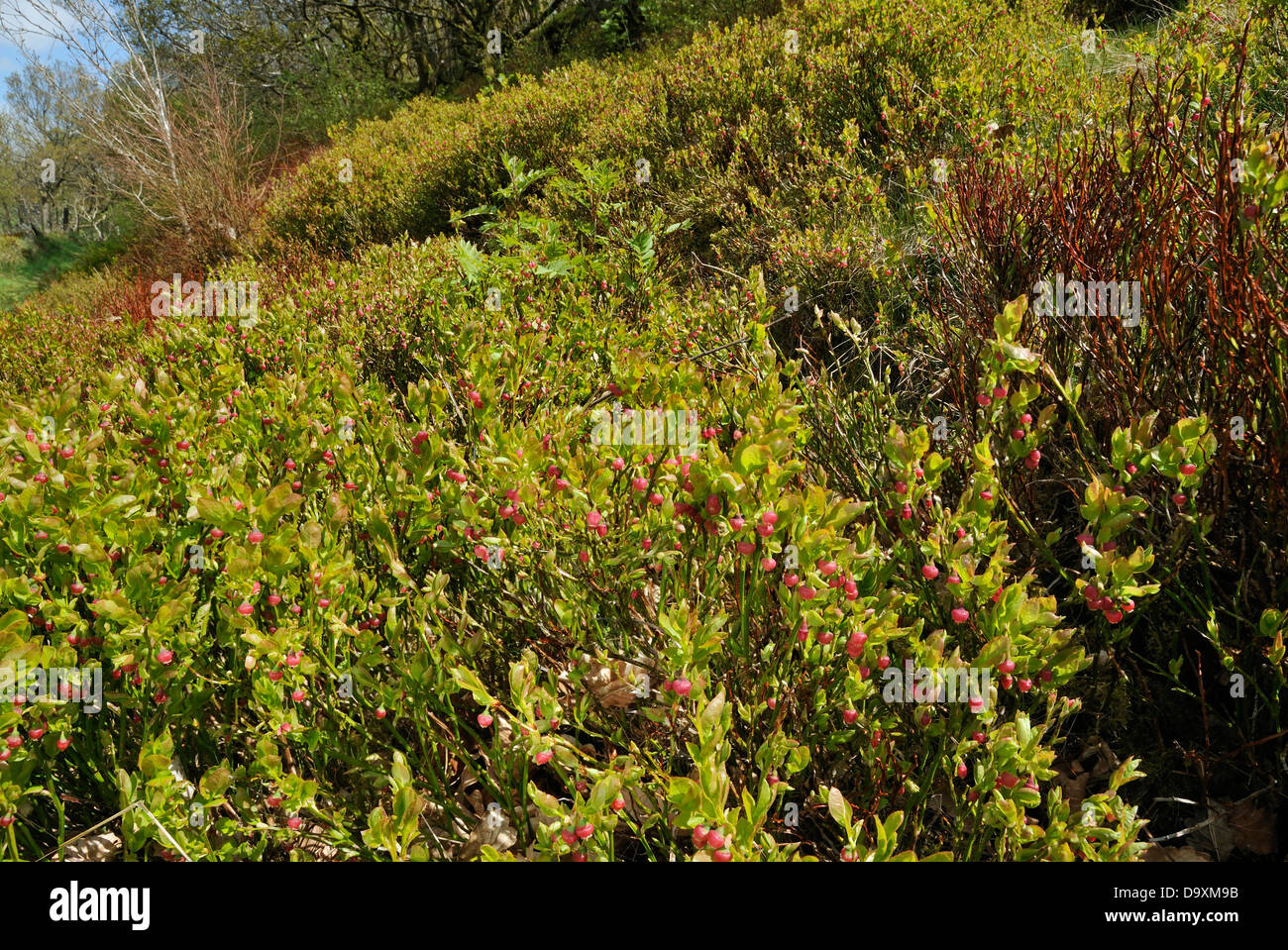 Bilberry - Vaccinium myrtillus Also known as Blaeberry or Whortleberry Large bank of flowering shrubs Stock Photo