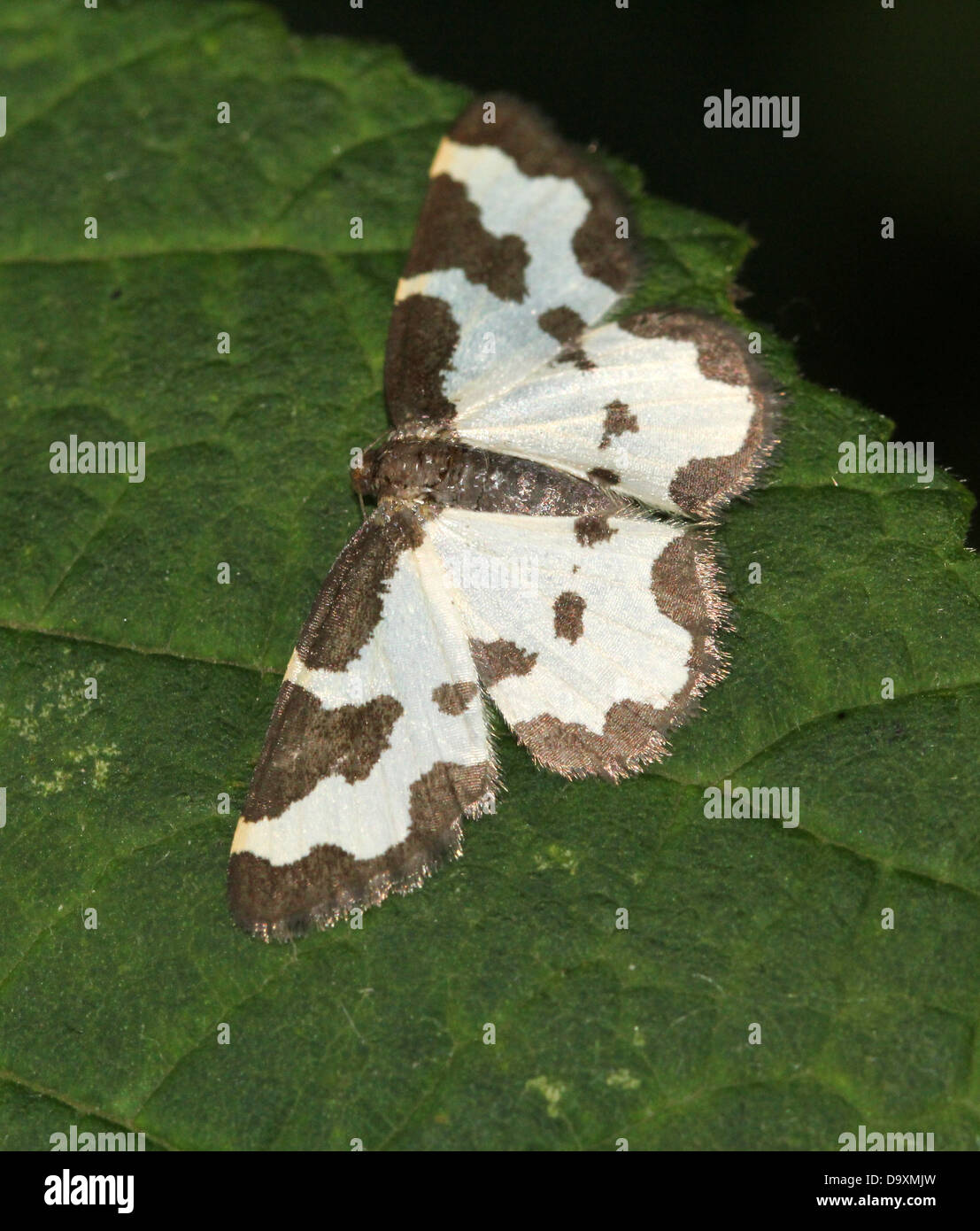 Clouded Border Moth (Lomaspilis marginata) posing on a leaf Stock Photo