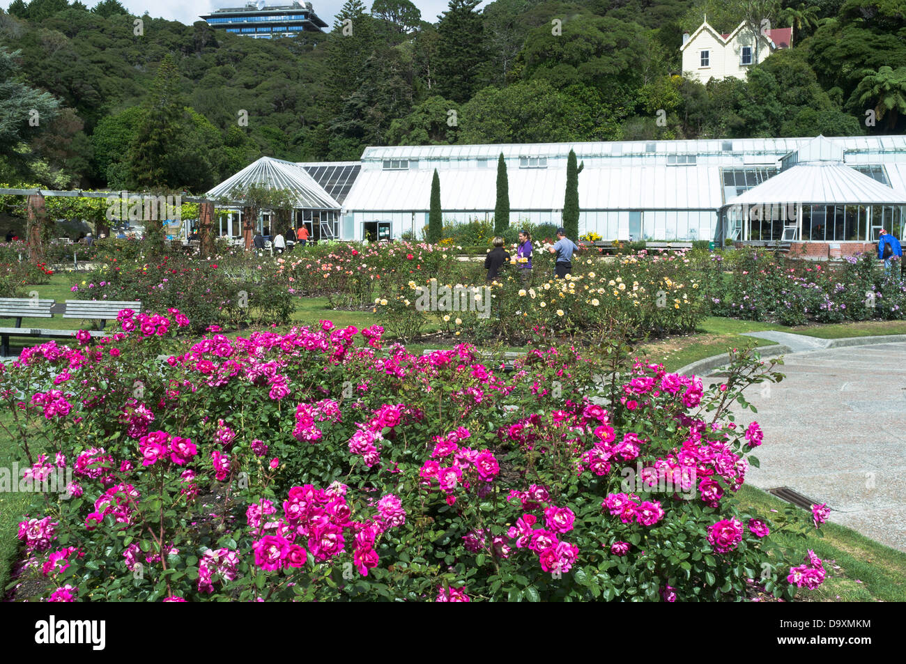 dh Botanic Gardens WELLINGTON NEW ZEALAND Lady Norwood Memorial Rose Garden and Begonia House glasshouse botanical flowers Stock Photo