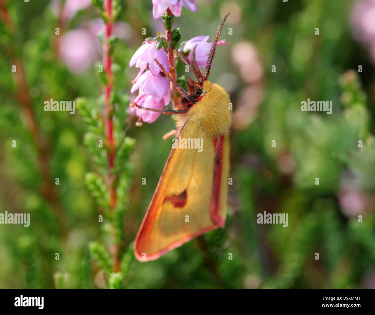Male yellow Clouded Buff moth (Diacrisia sannio) foraging on Cross-leaved heath (Erica tetralix)  - 12 images in series Stock Photo