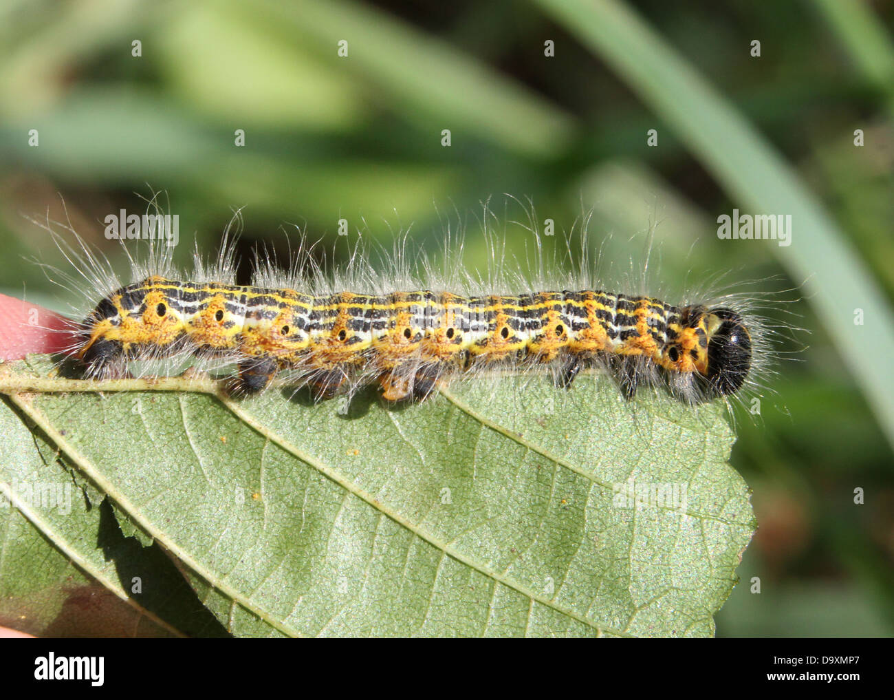The caterpillar of the very well camouflaged Buff-tip Moth (Phalera bucephala) Stock Photo