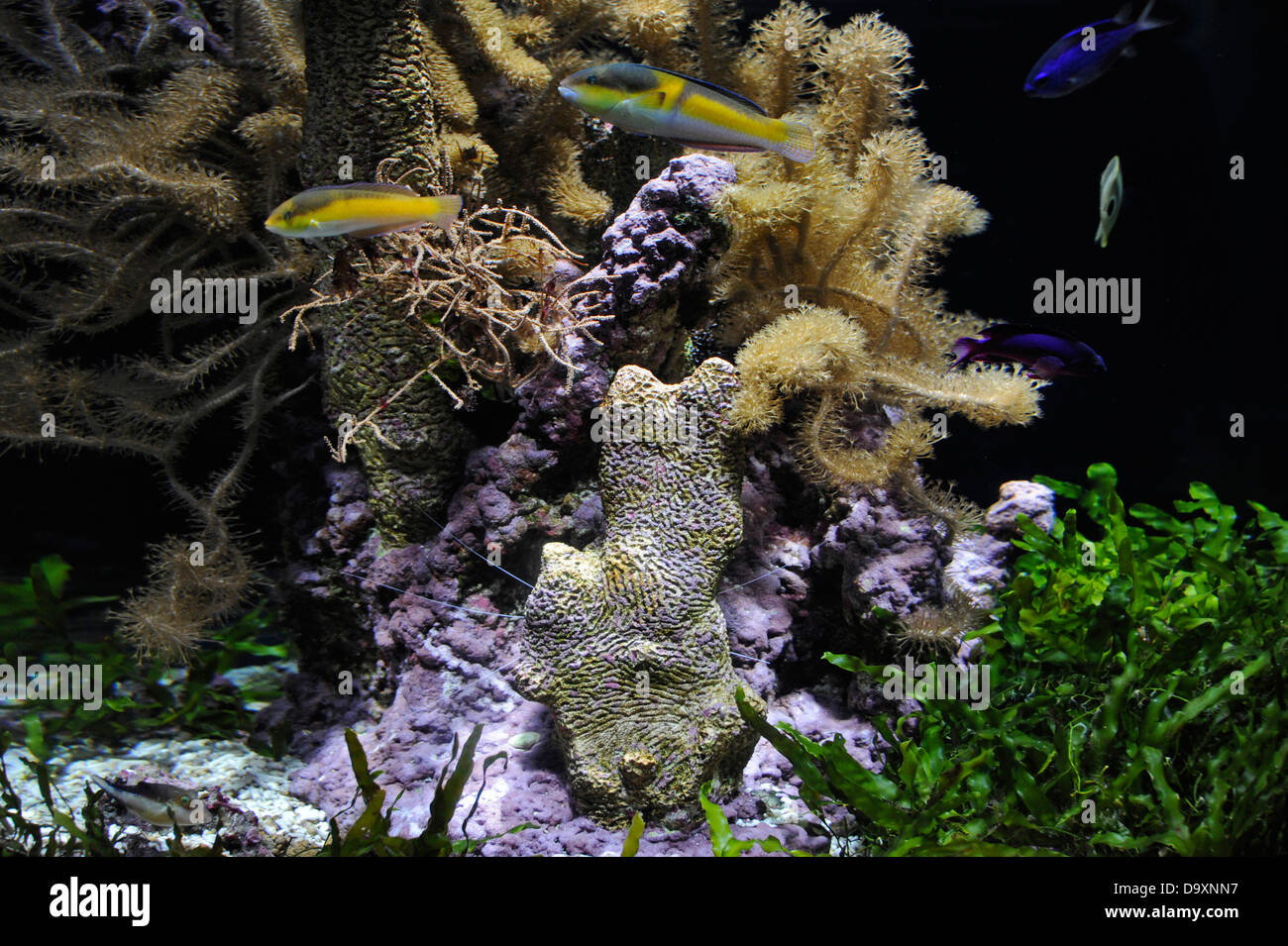 La cite de la aquarium basse normandie cherbourg cotentin france manche