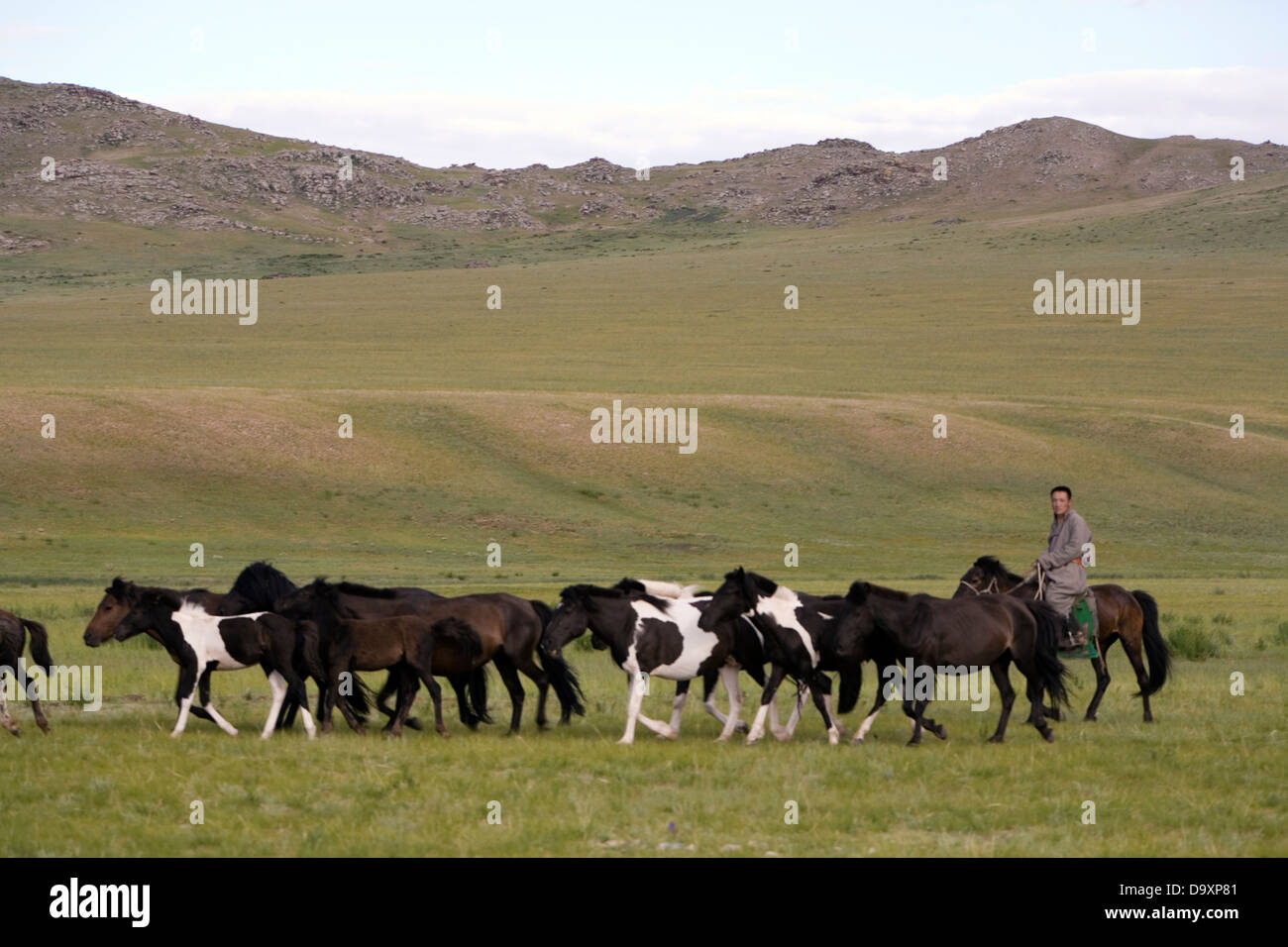 Horses, Mongolia, Asia Stock Photo Alamy