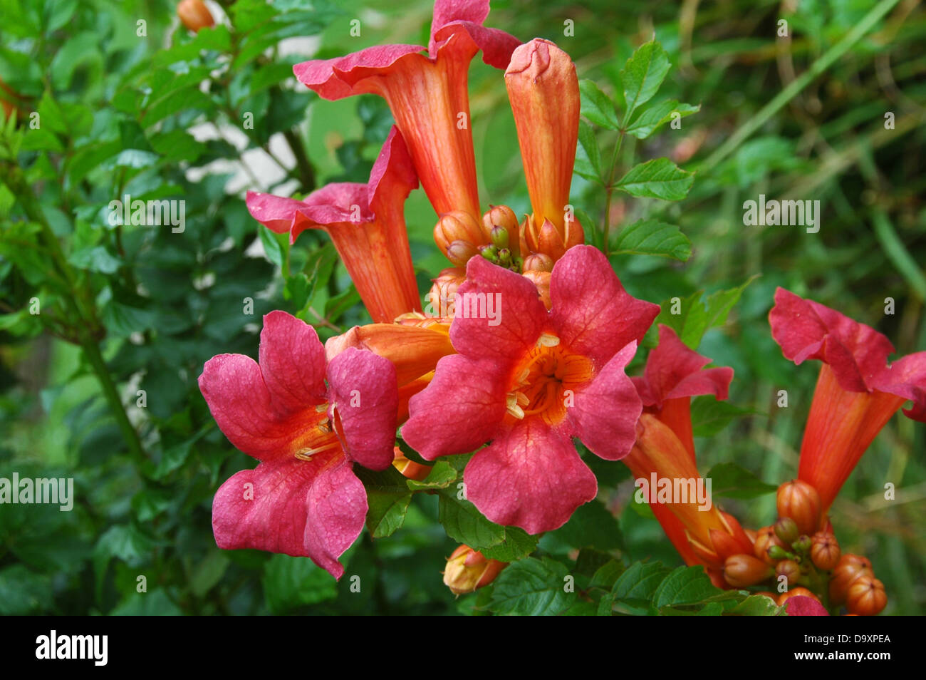 Campsis radicans - The Trumpet Vine or Creeper - Hardy shrub Stock Photo
