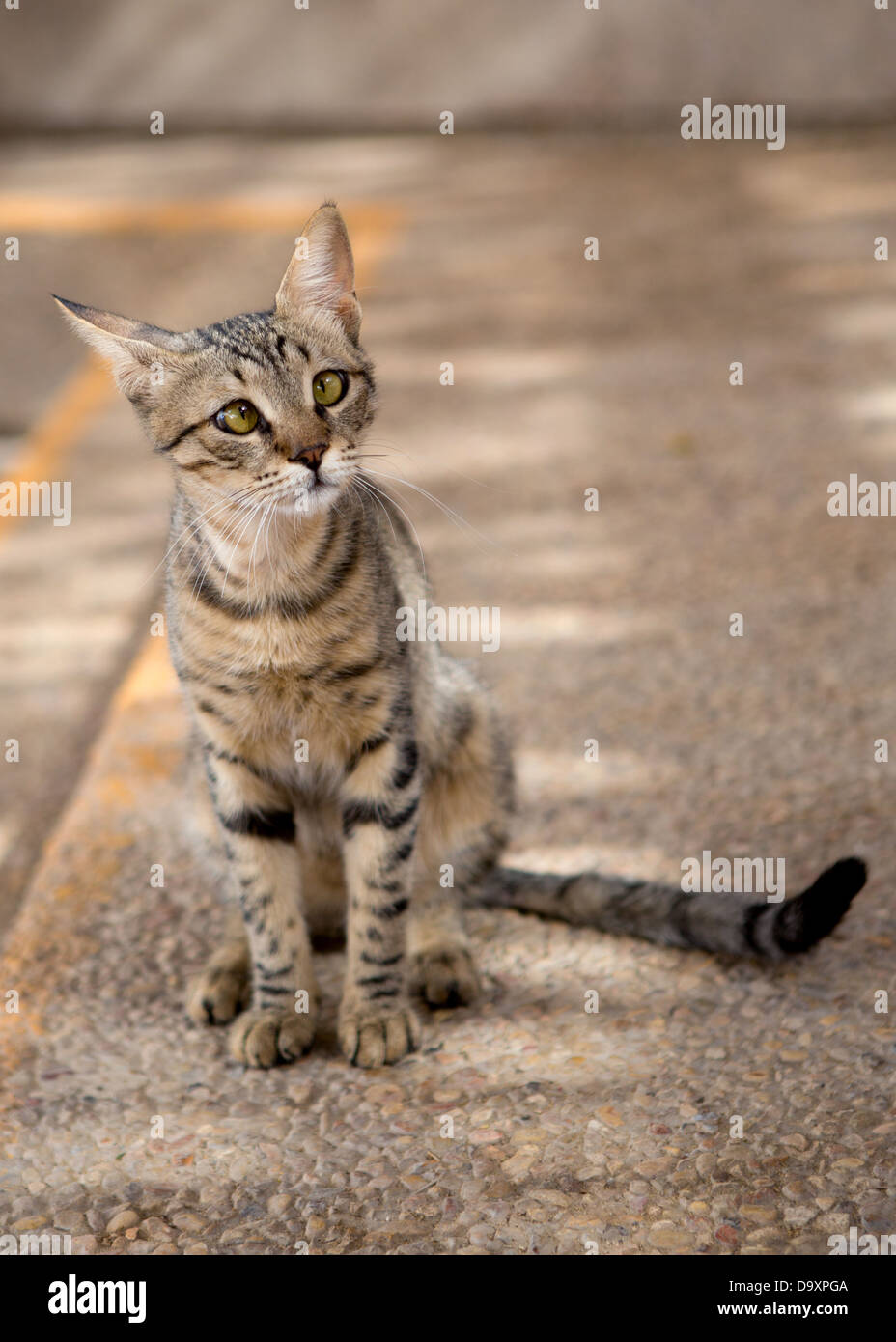 Wild, young, tabby cat with green eyes Stock Photo - Alamy