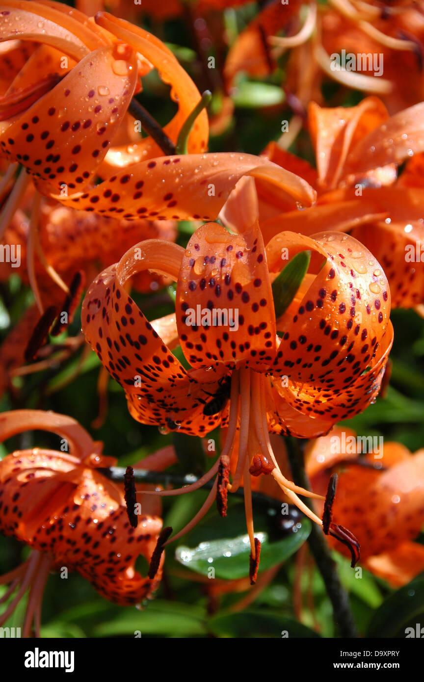 Lilium henryi - Turkscap Lily Stock Photo