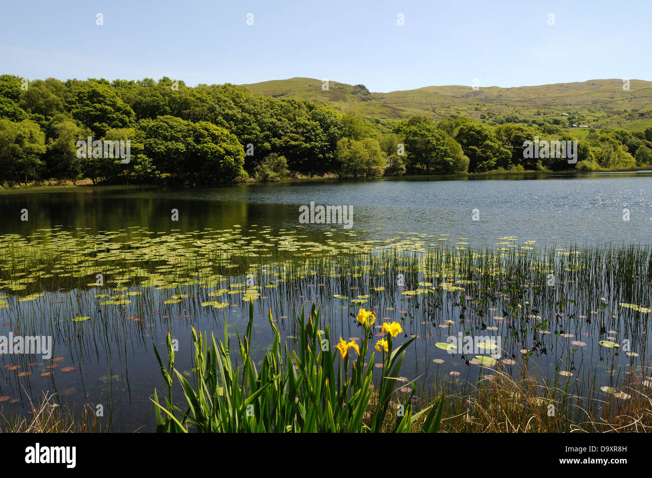 Llyn Tecwyn Isaf tranquil green lake on a summer's afternoon Llandecwyn Snowdonia National Park Wales Stock Photo