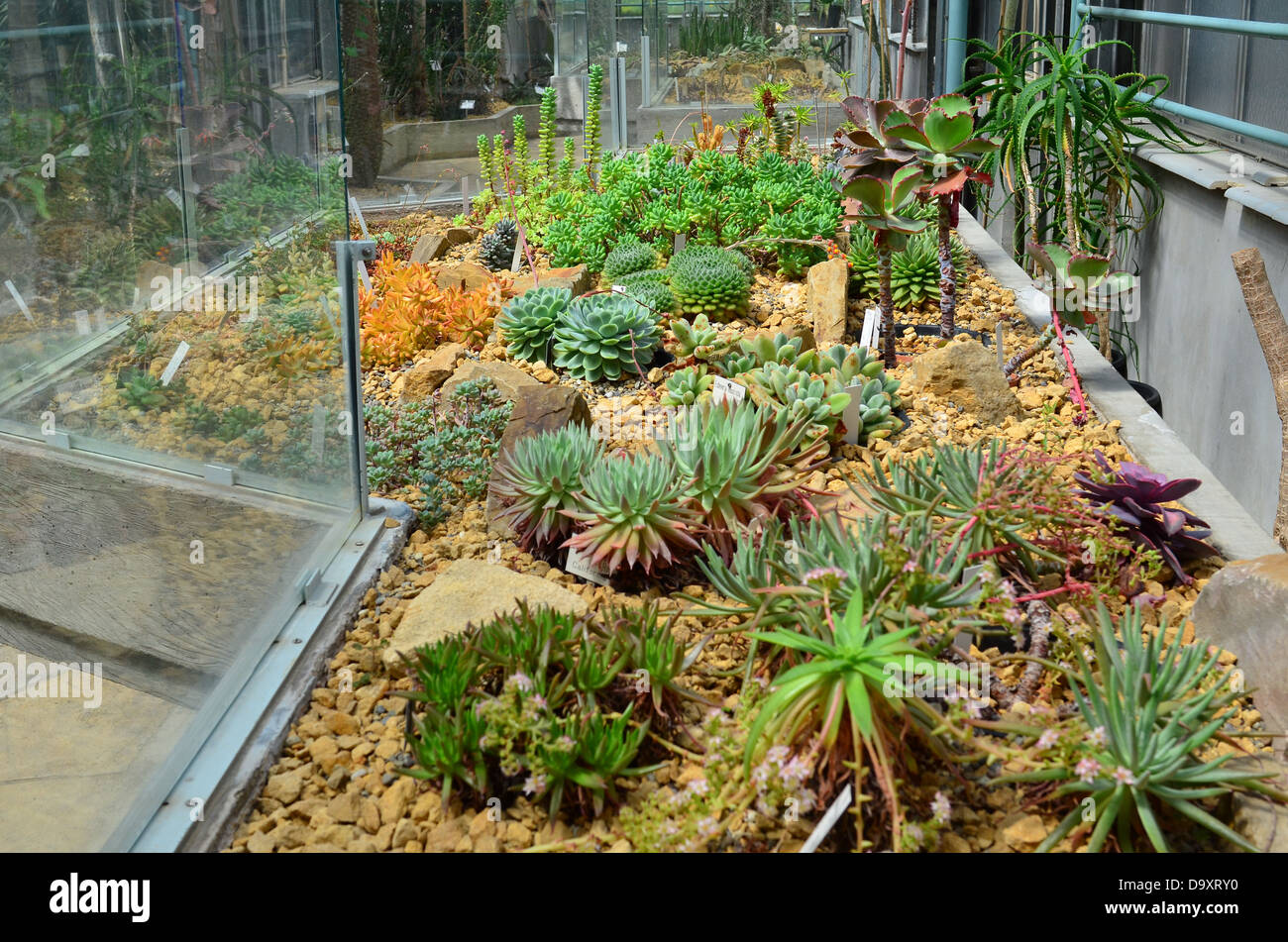 Succulents and cacti in greenhouse of botanical garden of Gnebt university Stock Photo